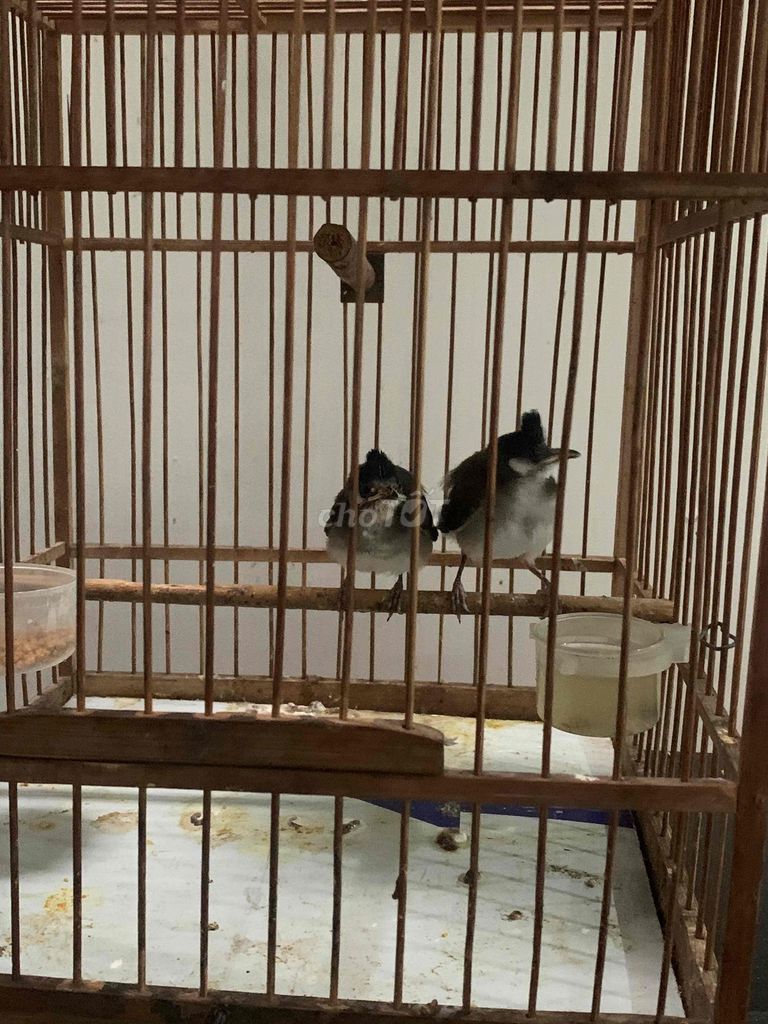 Tổ chào mào chim nhà đẻ. Mua bán Chim tại Quận Tân Phú Tp Hồ Chí Minh được đăng bởi khánh hình 1