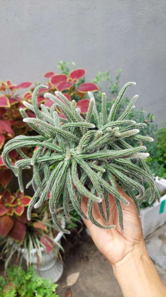 Cây xương rồng . Mua bán Cây cảnh, đồ trang trí tại Quận Lê Chân Hải Phòng được đăng bởi Dương Bùi hình 1