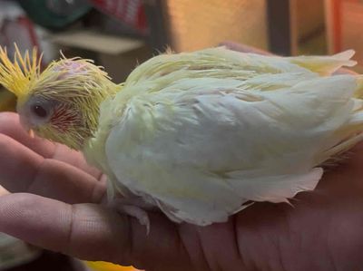 VẸT COCKATIEL NON ĐÚT BỘT