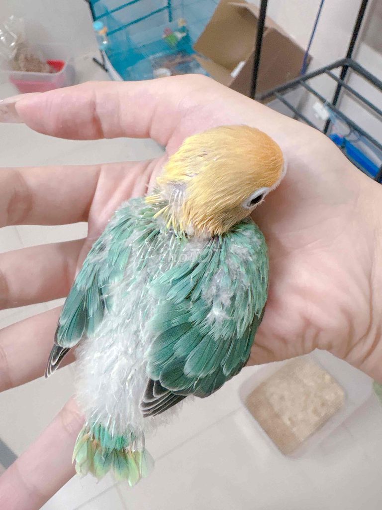 lovebird baby sz đút bột. Mua bán Chim tại Quận Bình Tân Tp Hồ Chí Minh được đăng bởi Tiên hình 3