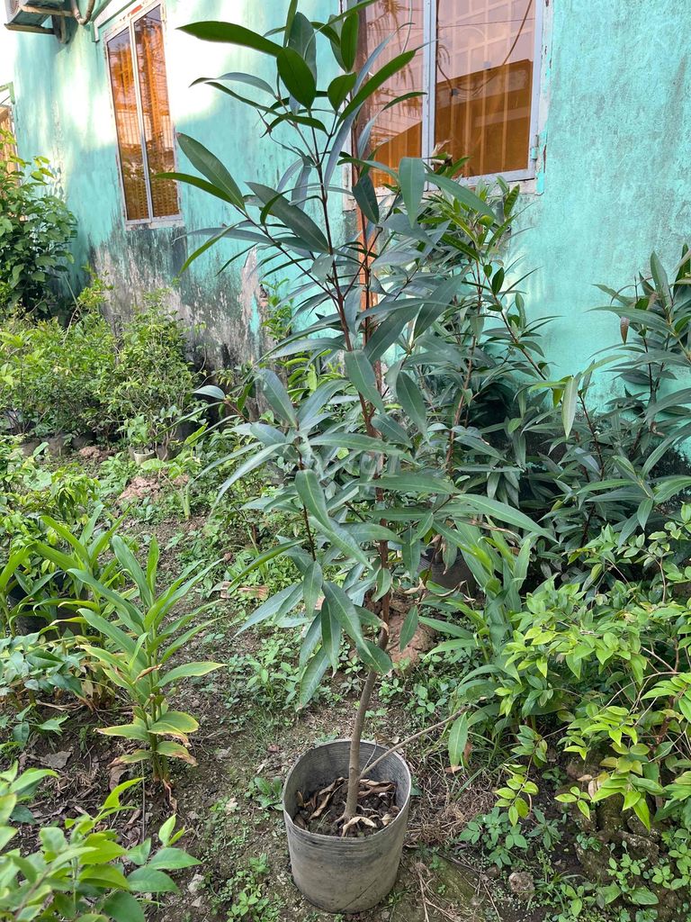 Cây lý trên 1m5. Mua bán Cây cảnh, đồ trang trí tại Quận Cái Răng Cần Thơ được đăng bởi Vườn Nho Thân Gỗ hình 1