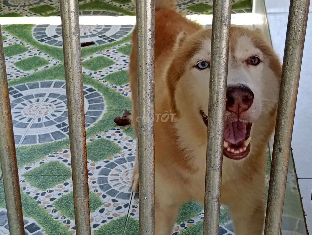 Chó Husky Đực Nâu Trắng Mắt Xanh Nâu. Mua bán Chó tại Thành phố Thủ Đức Tp Hồ Chí Minh được đăng bởi Nhân Rottweiler  hình 1