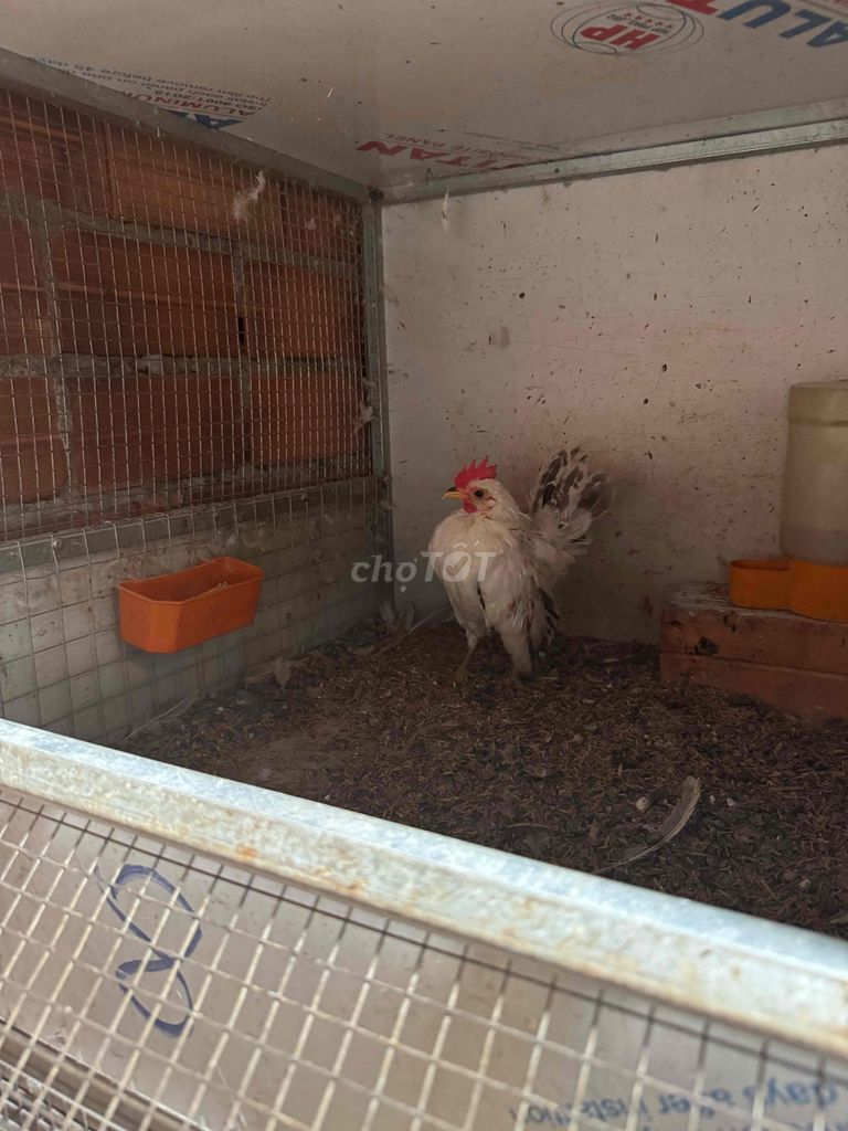 gà seẻama chuối vàng. Mua bán Gà tại Thành phố Sóc Trăng Sóc Trăng được đăng bởi Mạch Bảo hình 1