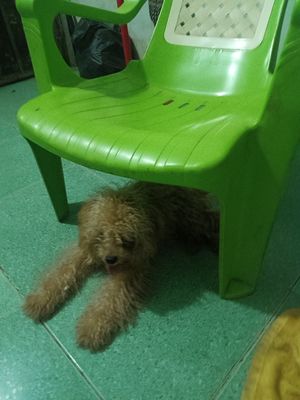 Chó lông xù