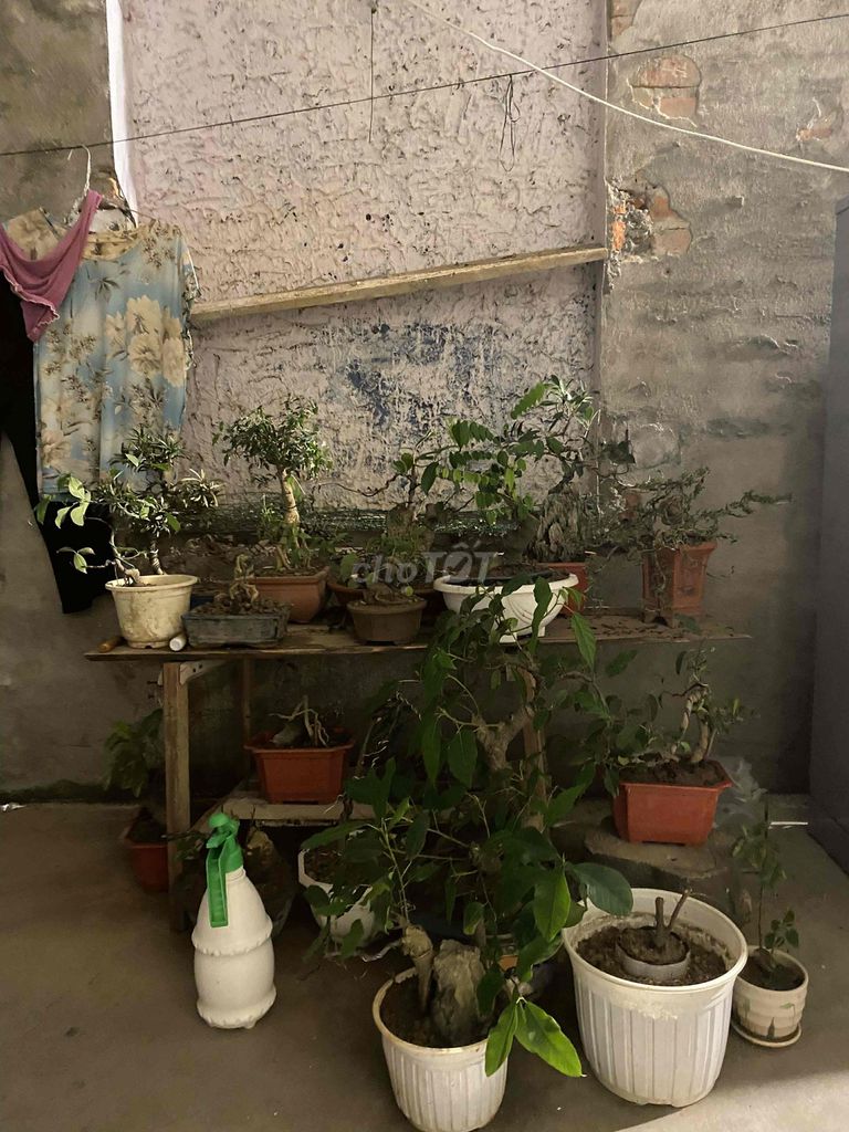 Cây cảnh Bonsai. Mua bán Cây cảnh, đồ trang trí tại Huyện An Lão Hải Phòng được đăng bởi Hải Ba Số hình 1