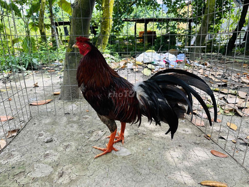 Xám điều 2kg4 tay tốt còn lên tốc độ. Mua bán Gà tại Huyện Cao Lãnh Đồng Tháp được đăng bởi Tài Gà hình 1