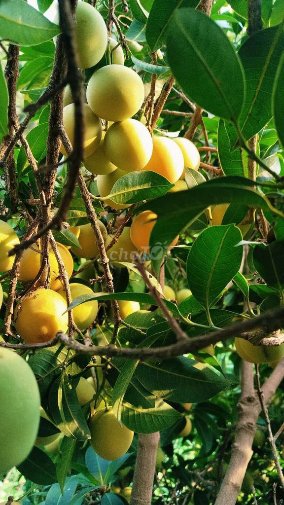 Thanh trà. Mua bán Đồ ăn, thực phẩm và các loại khác tại Thành phố Vĩnh Long Vĩnh Long được đăng bởi Cao quang phuc hình 1