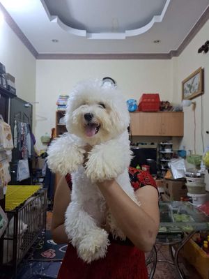 Bichon cái tơ size nhỏ thuần chủng