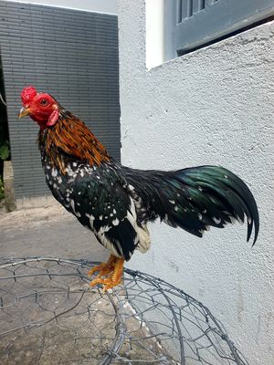 Tre bắc tít. Mua bán Gà tại Quận 4 Tp Hồ Chí Minh được đăng bởi Minh Trần