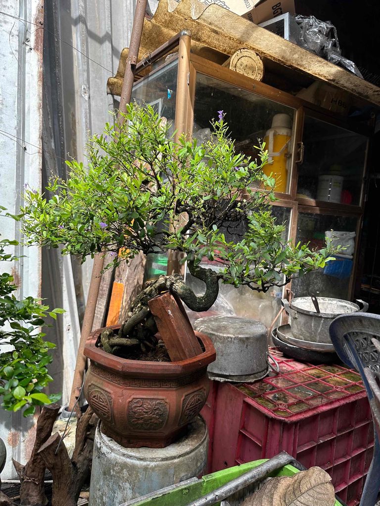 Linh sam Bonsai fon fom dáng mịn. Mua bán Cây cảnh, đồ trang trí tại Huyện Củ Chi Tp Hồ Chí Minh được đăng bởi nguyễn quốc Thắng hình 1