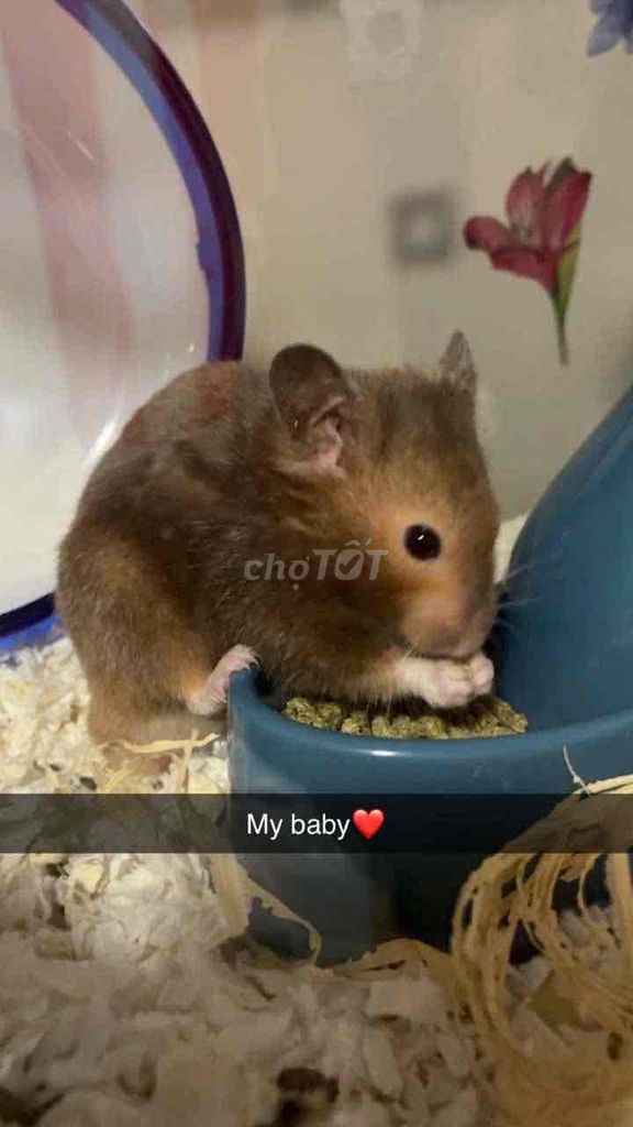 Hamster bear. Mua bán Thú cưng khác tại Quận Gò Vấp Tp Hồ Chí Minh được đăng bởi Hamusuta  hình 1