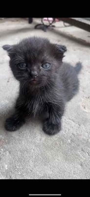 Mèo Munchkin đực