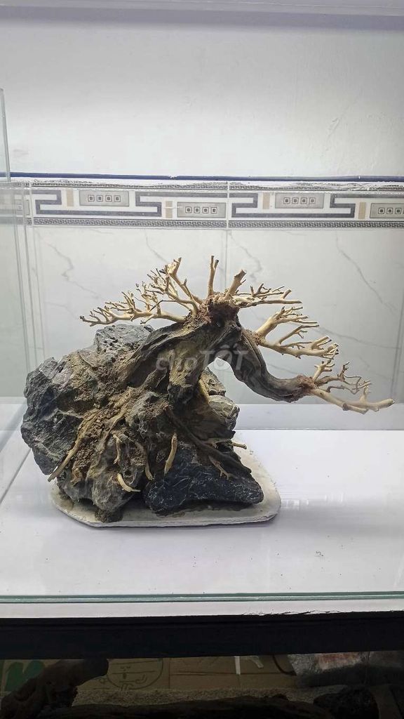 Cây lũa bonsai thủy sinh . Mua bán Cây cảnh, đồ trang trí tại Quận Hải Châu Đà Nẵng được đăng bởi Binn hình 1