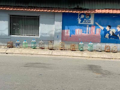 cần bán : họng đen,bụng trắng,bụng vàng,7 màu. Mua bán Chim tại Quận Bình Thạnh Tp Hồ Chí Minh được đăng bởi Venom