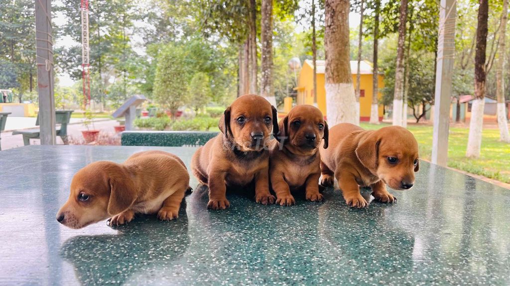 Chó Lạp xưởng đực. Mua bán Chó tại Thành phố Biên Hòa Đồng Nai được đăng bởi Duy hình 1