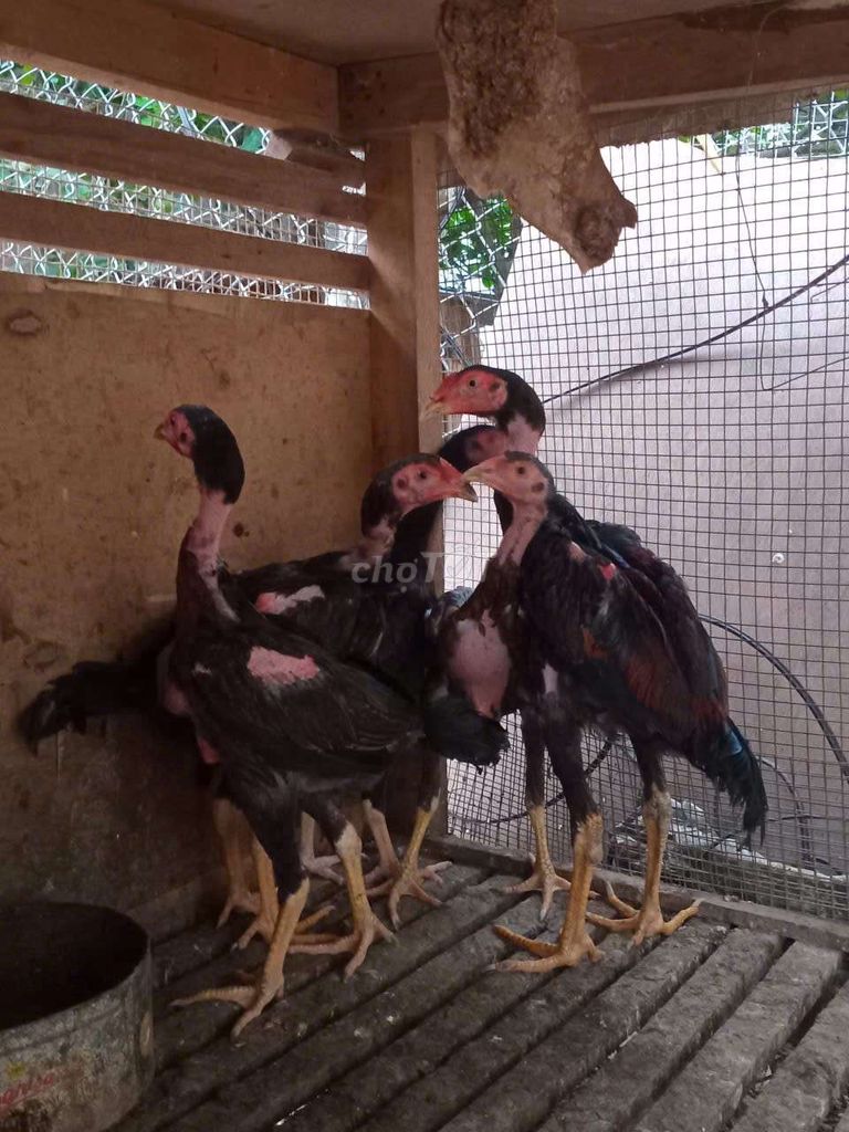 dòng thái pama. Mua bán Gà tại Huyện Thường Tín Hà Nội được đăng bởi Đức Thiện hình 1