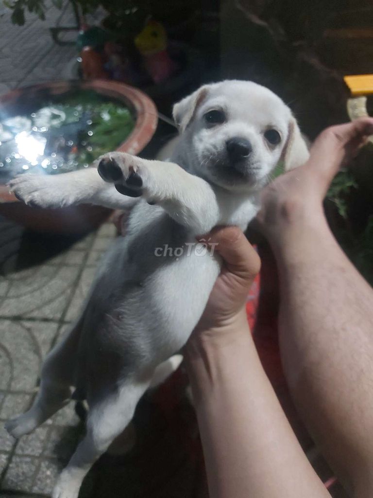 Chó con Trắng. Mua bán Chó tại Thành phố Biên Hòa Đồng Nai được đăng bởi súp lơ hình 1