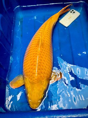 Cá KOI KHỔNG LỒ 75cm, nặng 8kg. Mua bán Thú cưng khác tại Thành phố Thủ Đức Tp Hồ Chí Minh được đăng bởi Nguyen Sang