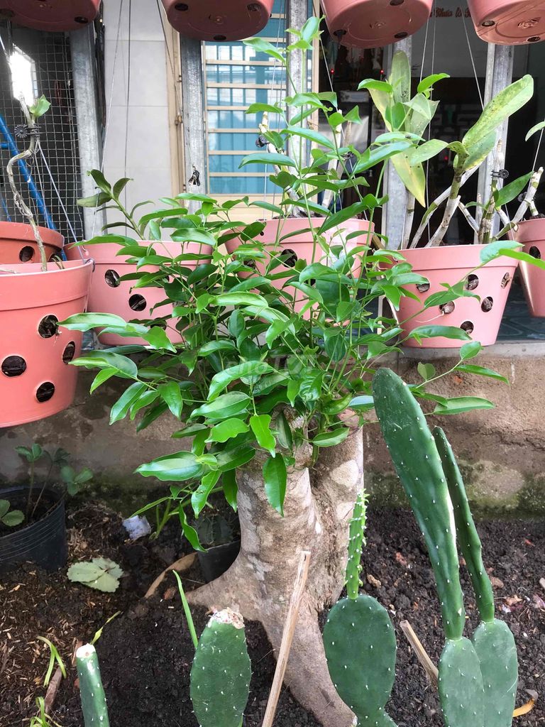 bonsai bằng lăng và nhung say