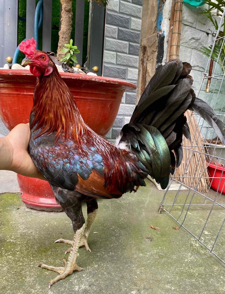 xanh tơ mẽ vip trạng 1kg450000. Mua bán Gà tại Quận 8 Tp Hồ Chí Minh được đăng bởi Phương quận 8 hình 1