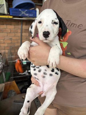 Chó Dalmatian 2 tháng tuổi