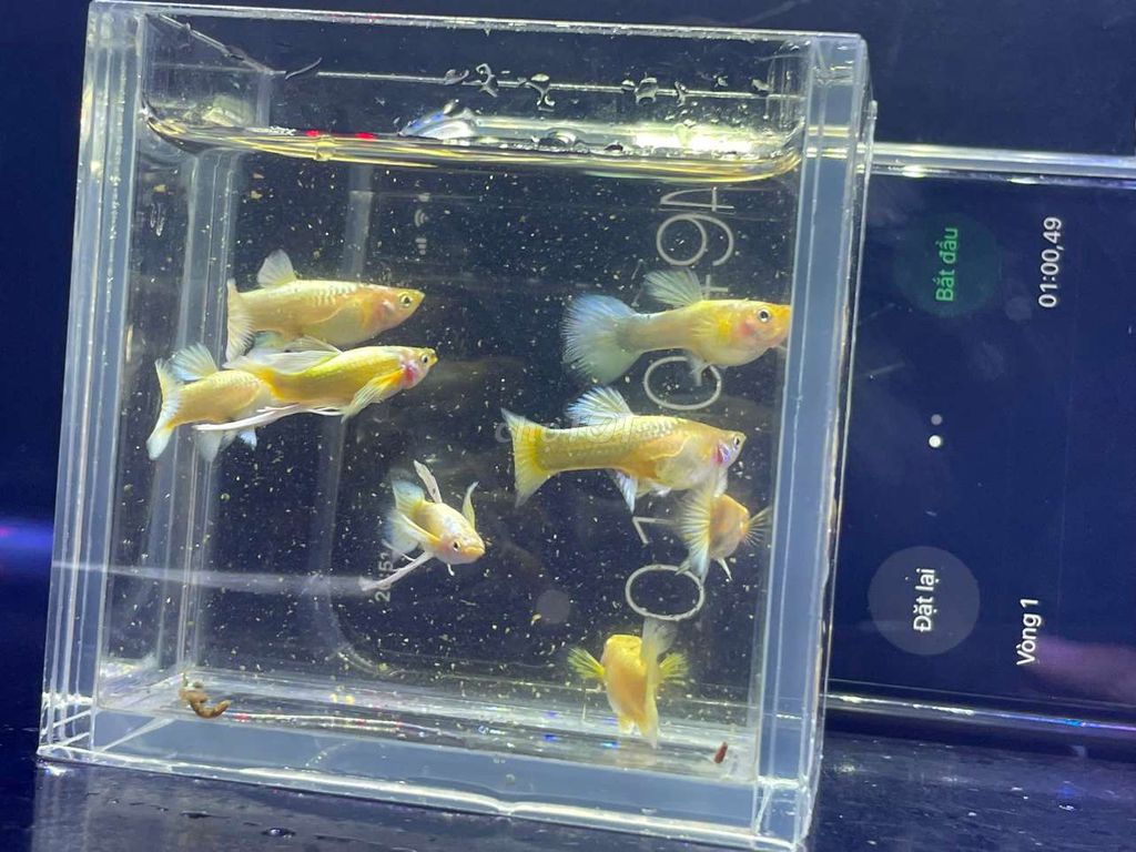 Cá Guppy Vàng Đuôi tưa. Mua bán Thú cưng khác tại Huyện Trần Đề Sóc Trăng được đăng bởi Khải Minh hình 1