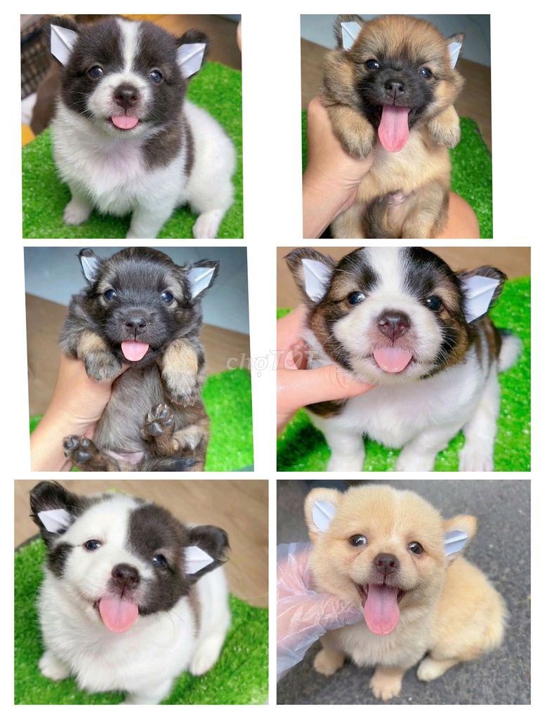 Chó Phóc sóc, corgi x nhật mini 800 gram. Mua bán Chó tại Quận Bình Tân Tp Hồ Chí Minh được đăng bởi Minh nguyễn  hình 1