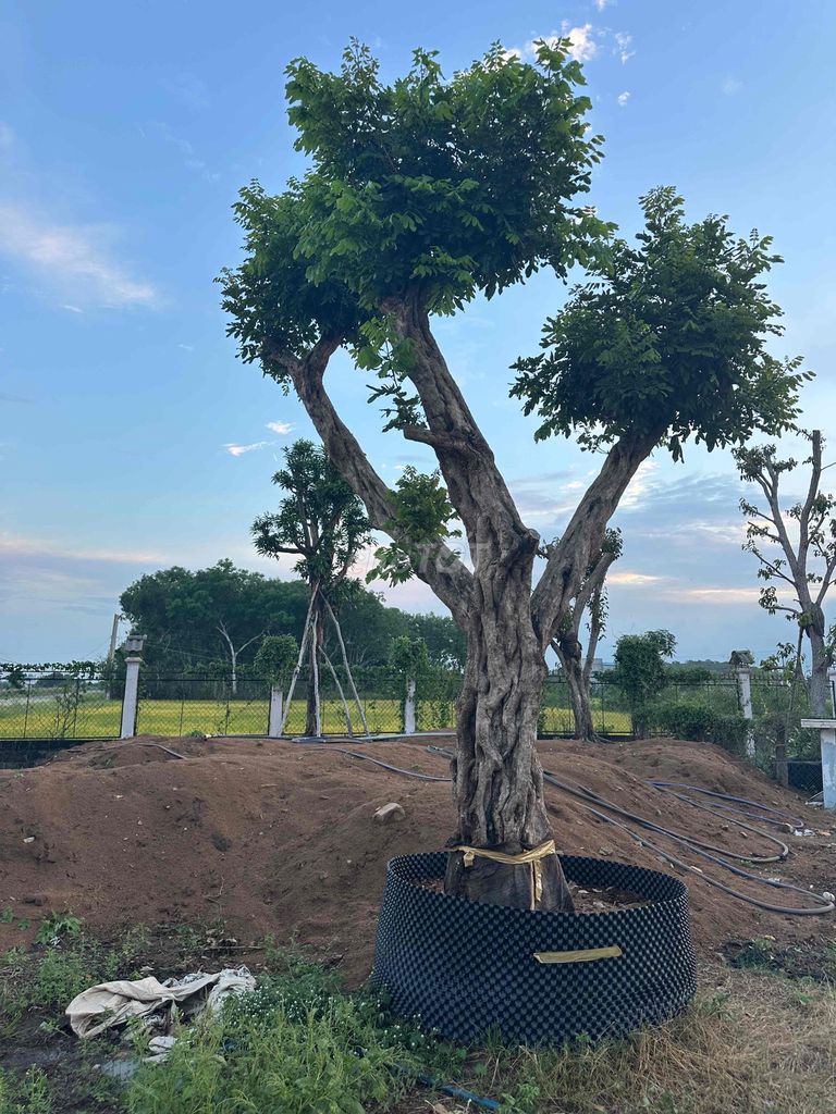 Cây nhãn bóng mát sân vườn. Mua bán Cây cảnh, đồ trang trí tại Huyện Hàm Thuận Bắc Bình Thuận được đăng bởi Son huynh hình 1