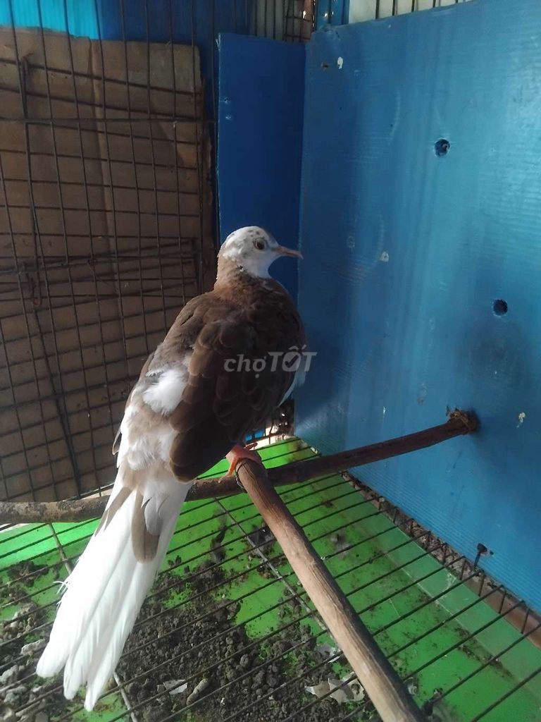 Chim Cu Thái Bông đen Khỏe mạnh. Mua bán Chim tại Thành phố Dĩ An Bình Dương được đăng bởi Hai Tran hình 1