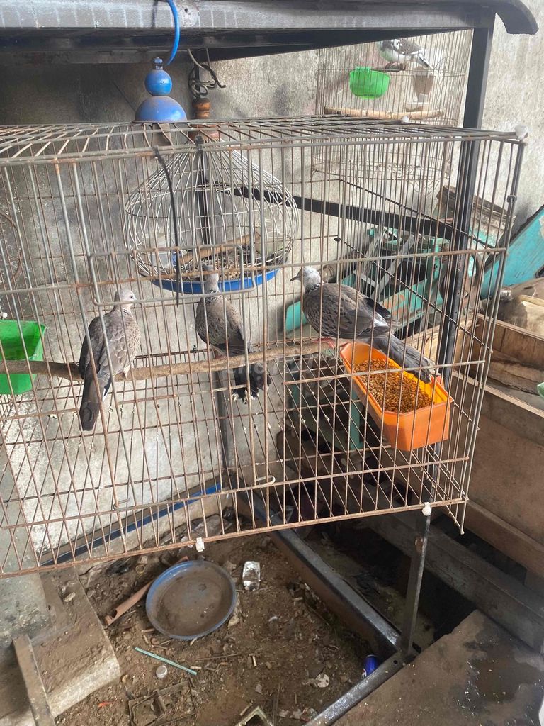 Chim cu gáy Nâu xám. Mua bán Chim tại Huyện Bến Lức Long An được đăng bởi Minh Liệu hình 1