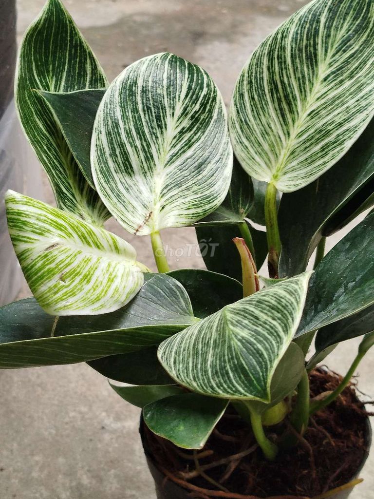 Cây Trầu bà kim cương 15cm. Mua bán Cây cảnh, đồ trang trí tại Quận Hoàng Mai Hà Nội được đăng bởi Nguyễn Minh Thoa hình 1