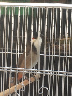Lân tê hầu bò. Mua bán Chim tại Quận Ngũ Hành Sơn Đà Nẵng được đăng bởi cửa hàng chim cảnh tin tin