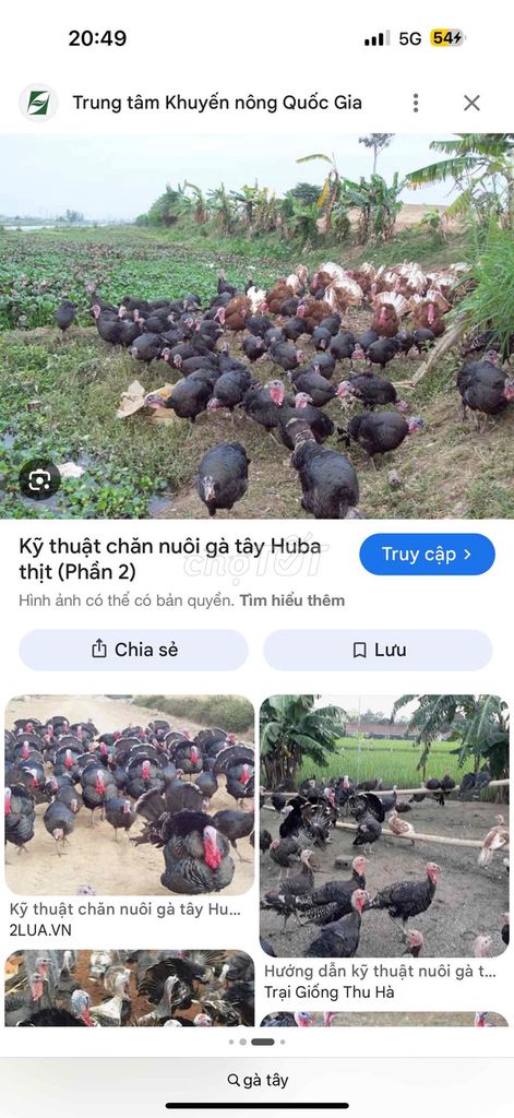 cần thanh lý gấp bầy gà T Â Y. Mua bán Gà tại Huyện Phù Cát Bình Định được đăng bởi lu xi hình 1