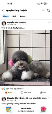 Dịch vụ tắm chải lông Chó Mèo Q10