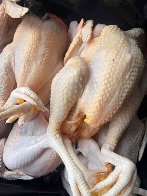 Gà Bình Định. Mua bán Đồ ăn, thực phẩm và các loại khác tại Huyện Trảng Bom Đồng Nai được đăng bởi Nguyễn Quốc Huy