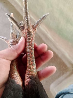 gà Wueu chân xanh 3k6 tai tốt 1 t5. Mua bán Gà tại Huyện Mỏ Cày Nam Bến Tre được đăng bởi Dương Văn Phi Hùng