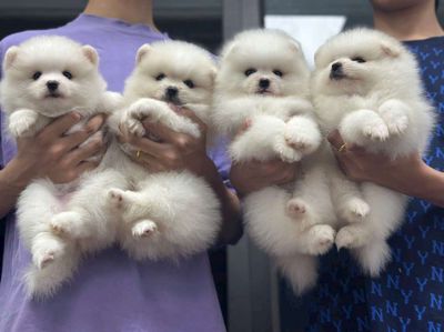 chó Phốc sóc mini thuần chủng