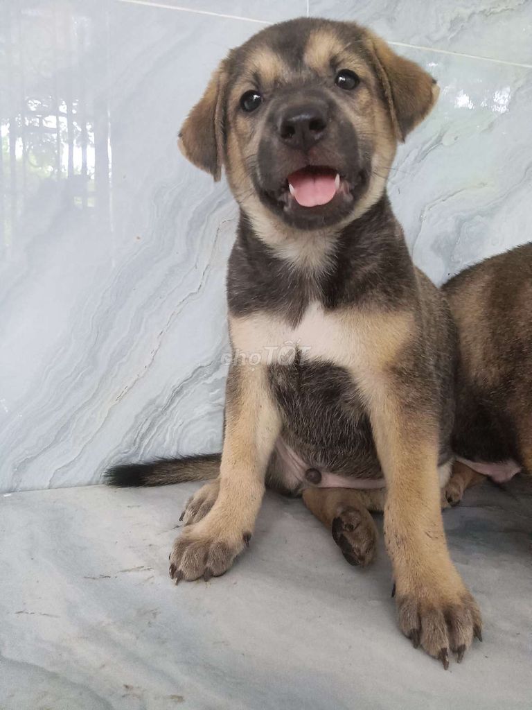 Chó Becgie F1  đực giống to cao canh nhà. Mua bán Chó tại Quận 6 Tp Hồ Chí Minh được đăng bởi Tăng Chí Lương  hình 1