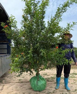 Cây lựu đỏ sẵn quả. Mua bán Cây cảnh, đồ trang trí tại Thành phố Ninh Bình Ninh Bình được đăng bởi nhà vườn Bình yên
