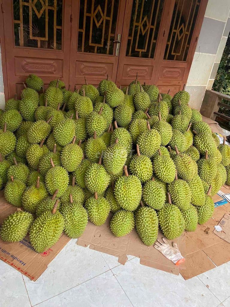 sầu riêng. Mua bán Đồ ăn, thực phẩm và các loại khác tại Thị Xã Buôn Hồ Đắk Lắk được đăng bởi Đức Trà hình 1