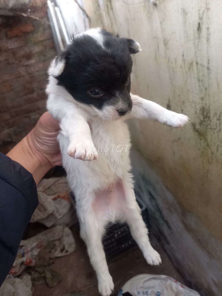 Chó Đen trắng Khỏe mạnh. Mua bán Chó tại Quận Nam Từ Liêm Hà Nội được đăng bởi cris trần hình 1