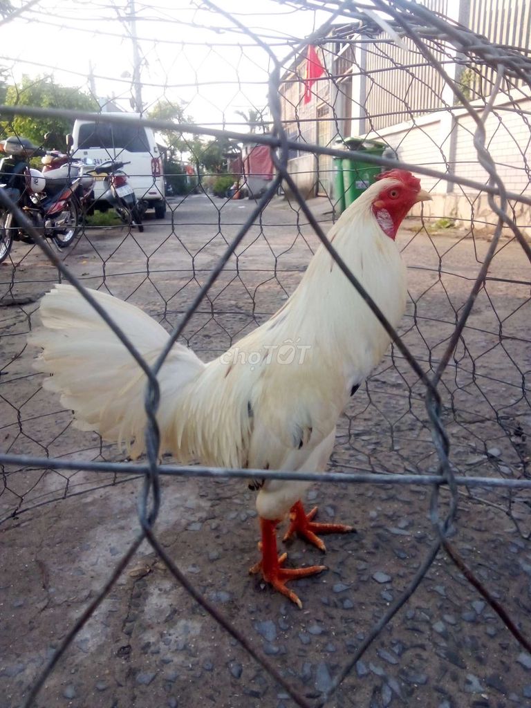 Gà bướm Trắng Đực 3.45kg. Mua bán Gà tại Huyện Hóc Môn Tp Hồ Chí Minh được đăng bởi Phi Hùng Nguyễn hình 1