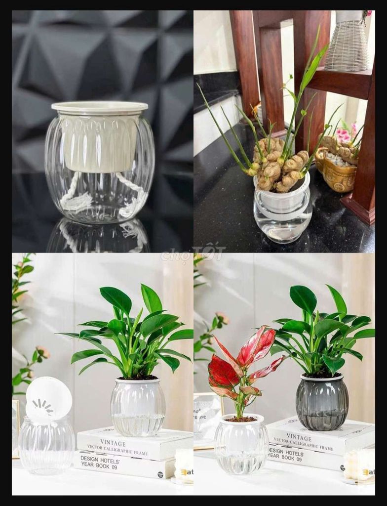 Chậu thủy sinh thủy tinh trong suốt 199k4chậu. Mua bán Cây cảnh, đồ trang trí tại Quận Thanh Khê Đà Nẵng được đăng bởi Gia Dụng Thủy Lê hình 1