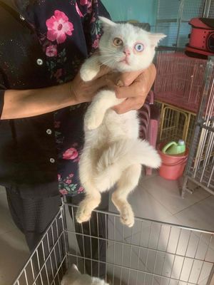 Mèo anh thuần chủng,💛💙mắt 2màu nữa tháng lương💚🩷