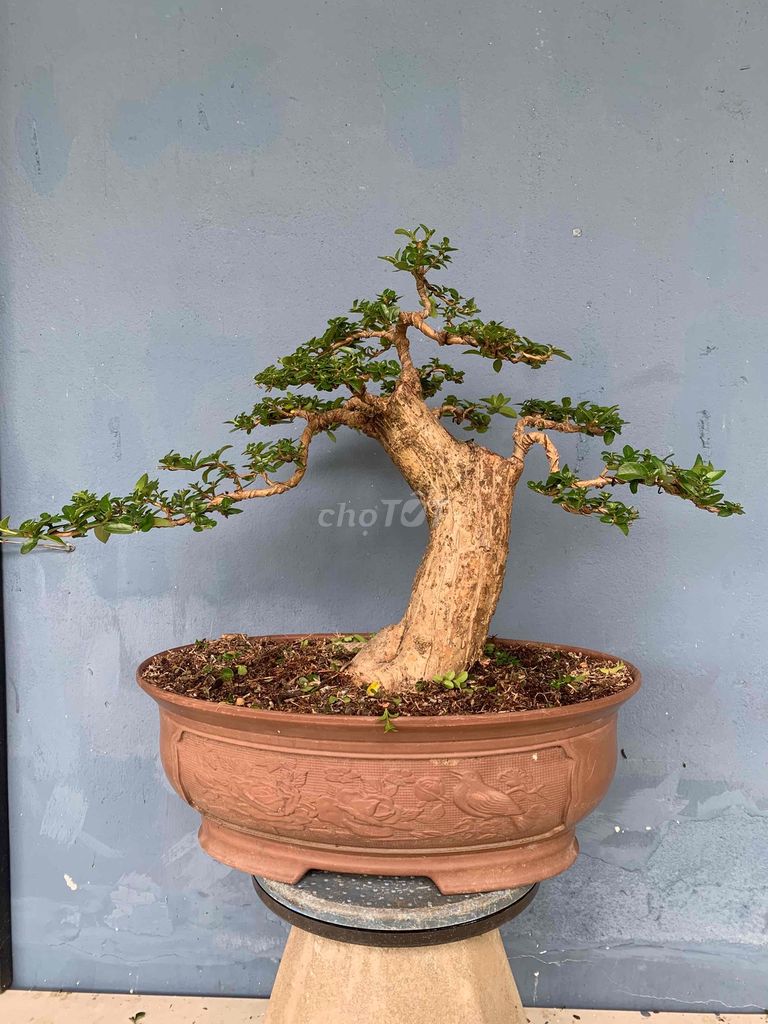 Bonsai Sam hương Indo