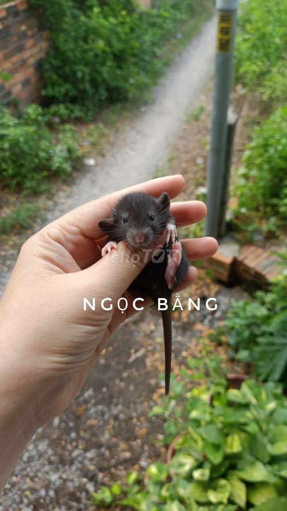 Chuột Hamster Dumbo Đen, trắng, nâu. Mua bán Thú cưng khác tại Thị xã Tân Uyên Bình Dương được đăng bởi Ngọc Bằng hình 1