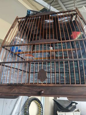 Chim bổi bẩy đấu