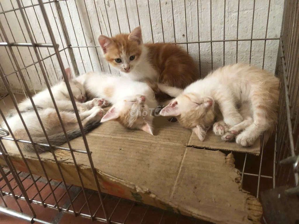 Bán Mèo lai ba tư con. Mua bán Mèo tại Thành phố Bắc Ninh Bắc Ninh được đăng bởi Quân Đại k hình 2