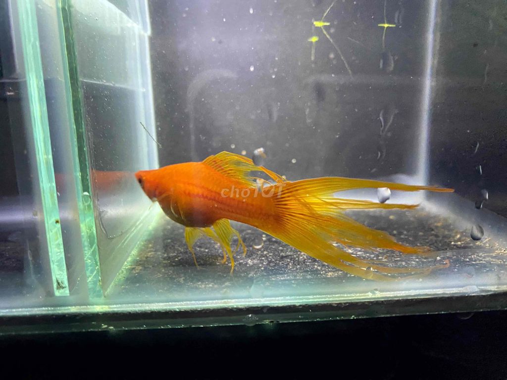 Cá bảy màu nhiều màu. Mua bán Thú cưng khác tại Thành phố Thuận An Bình Dương được đăng bởi Mai Văn Chánh hình 1