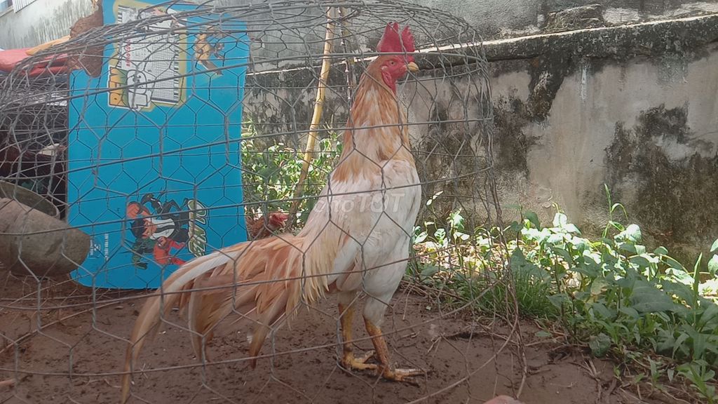 Khét Sữa  3,1 Kg50 . Mua bán Gà tại Huyện Long Hồ Vĩnh Long được đăng bởi tran chi nhan hình 1